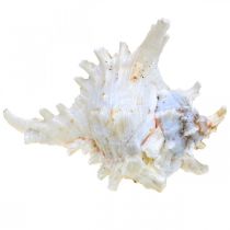 Itens Concha Chicoreus ramosus 16cm 3 un.