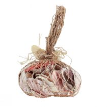 Itens Decoração de conchas reais conchas diferentes tipos 300g