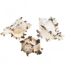 Itens Deco conchas de caracóis listradas, decoração natural de caracóis marinhos 1kg