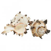 Deco conchas de caracóis listradas, decoração natural de caracóis marinhos 1kg
