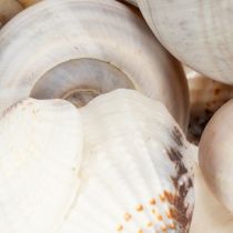 Itens Caracóis e conchas - Detalhes decorativos marítimos para embelezar o seu espaço de forma única - 500g