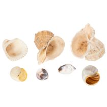 Itens Caracóis e conchas - Detalhes decorativos marítimos para embelezar o seu espaço de forma única - 500g