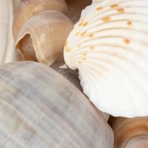 Itens Conchas e caracóis. Artigos decorativos marítimos naturais para uma decoração de interiores elegante. 500g