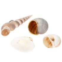 Itens Conchas e caracóis. Artigos decorativos marítimos naturais para uma decoração de interiores elegante. 500g