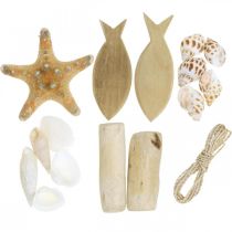 Conjunto sortido de decoração de caixa de conchas naturais marítimas DIY