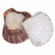 Vieiras de decoração de conchas polidas 12-13 cm 4 peças