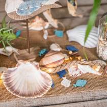 Vieiras de decoração de conchas polidas 12-13 cm 4 peças