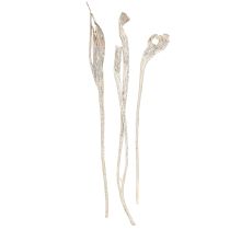 Itens Natraj Antler Wood Mix Branco Lavado 10 un