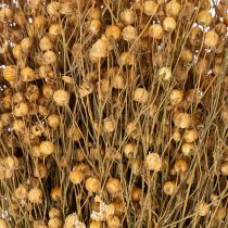 Itens Linho natural seco para arranjos de flores secas Linum Natur 60cm 180g