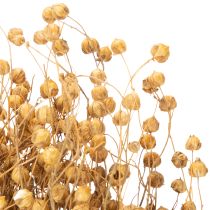 Itens Linho natural seco para arranjos de flores secas Linum Natur 60cm 180g
