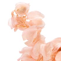 Itens A flor seca Nicandra cria uma atmosfera romântica para qualquer ambiente. 75cm