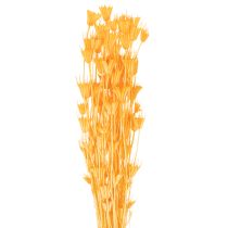 Itens Arranjo de flores secas Nigella para uso prolongado. Peça decorativa elegante. 70cm 50g