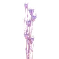 Itens Buquê de flores de Nigella secas, para uso decorativo na sala de estar, cria um ambiente único, 70cm, 50g
