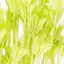 Itens Flores de Nigella secas, charmosa decoração natural para a casa, 70cm, 50g