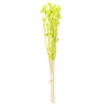 Itens Flores de Nigella secas, charmosa decoração natural para a casa, 70cm, 50g