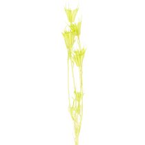 Itens Flores de Nigella secas, charmosa decoração natural para a casa, 70cm, 50g