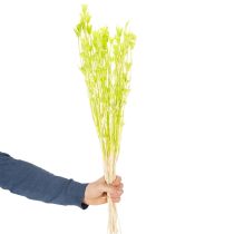 Itens Flores de Nigella secas, charmosa decoração natural para a casa, 70cm, 50g