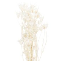 Itens Buquê de flores de nigela secas, elegante decoração natural para interiores exclusivos, 70 cm, 50 g