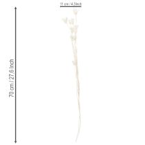 Itens Buquê de flores de nigela secas, elegante decoração natural para interiores exclusivos, 70 cm, 50 g