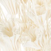 Itens Buquê de flores de nigela secas, elegante decoração natural para interiores exclusivos, 70 cm, 50 g