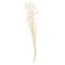 Itens Buquê de flores de nigela secas, elegante decoração natural para interiores exclusivos, 70 cm, 50 g