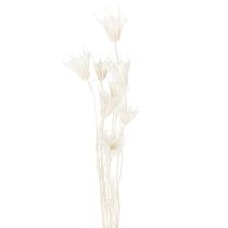 Itens Buquê de flores de nigela secas, elegante decoração natural para interiores exclusivos, 70 cm, 50 g