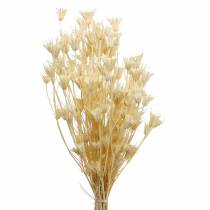 Sementes de flores secas Cominho preto branqueado 100g