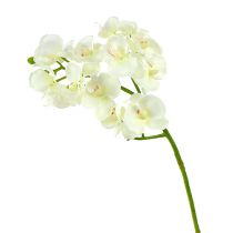 Orquídea creme-branco L57cm 6pcs