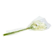 Itens Orquídea Creme-Branco L57cm 6 pcs