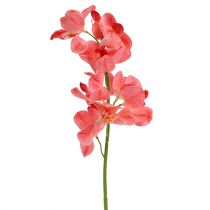 Itens Orquídea Mokara Salmão 50cm 6pcs