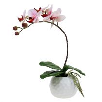 Orquídea rosa em vaso de cerâmica 31cm
