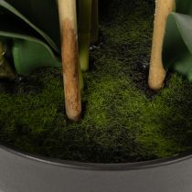 Itens Orquídea artificial em vaso para um ambiente harmonioso, branca, 60cm