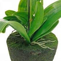 Itens Orquídeas artificiais para vaso branco 80cm