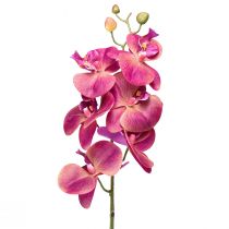 Itens Orquídea artificial Phalaenopsis Orquídea Fúcsia 78cm