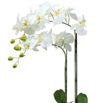 Itens Orquídea Branca em bulbo de 65cm