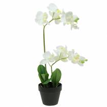Orquídeas brancas em vaso de planta artificial Alt.35cm