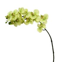 Itens Ramo de orquídea verde claro C58cm