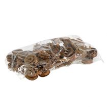 Itens Palmeira Masculina Natureza 25 un