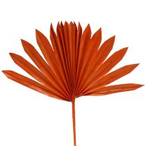 Itens Palmspear Laranja Sol 30pcs