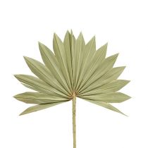 Palmspear Sun mini natureza 50p