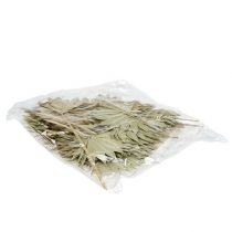 Itens Palmspear Sun mini natureza 50 peças