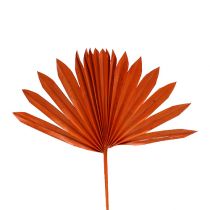 Itens Palmspear Sun mini Laranja 50pcs