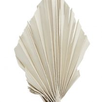 Itens Palmspear Mini Branco Lavado 100 unidades