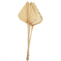 Itens Palmspear Palm Leaves Decoração Natural Branqueada 12,5×38cm 4pcs