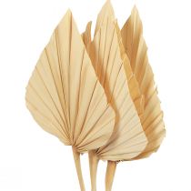 Palmspear Palm Leaves Decoração Natural Branqueada 12,5×38cm 4pcs