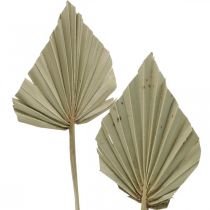 Itens Mini lança de palmeira, floricultura seca, decoração do Advento, dias memoriais natural C33–34cm L7–9cm 4 peças