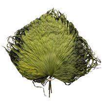 Itens Folhas de palmeira secas decoração Saribus verde 45cm 5 peças