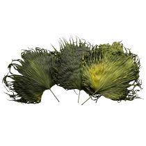 Itens Folhas de palmeira secas decoração Saribus verde 45cm 5 peças