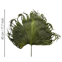 Itens Folhas de palmeira secas decoração Saribus verde 45cm 5 peças