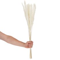 Itens Flores secas de capim-dos-pampas branqueadas, 70 cm, 15 unidades
